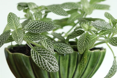 12cm Fittonia Variety Thumbnail.jpg